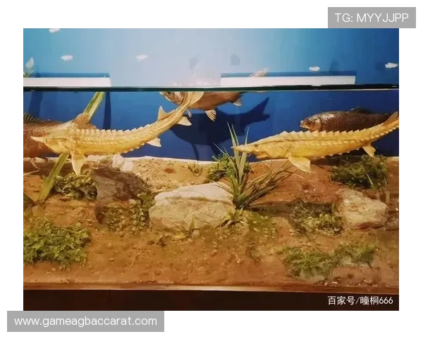 博鱼真人官方网站游戏攻略大全，详细玩法技巧帮助新手快速上手赢得胜利